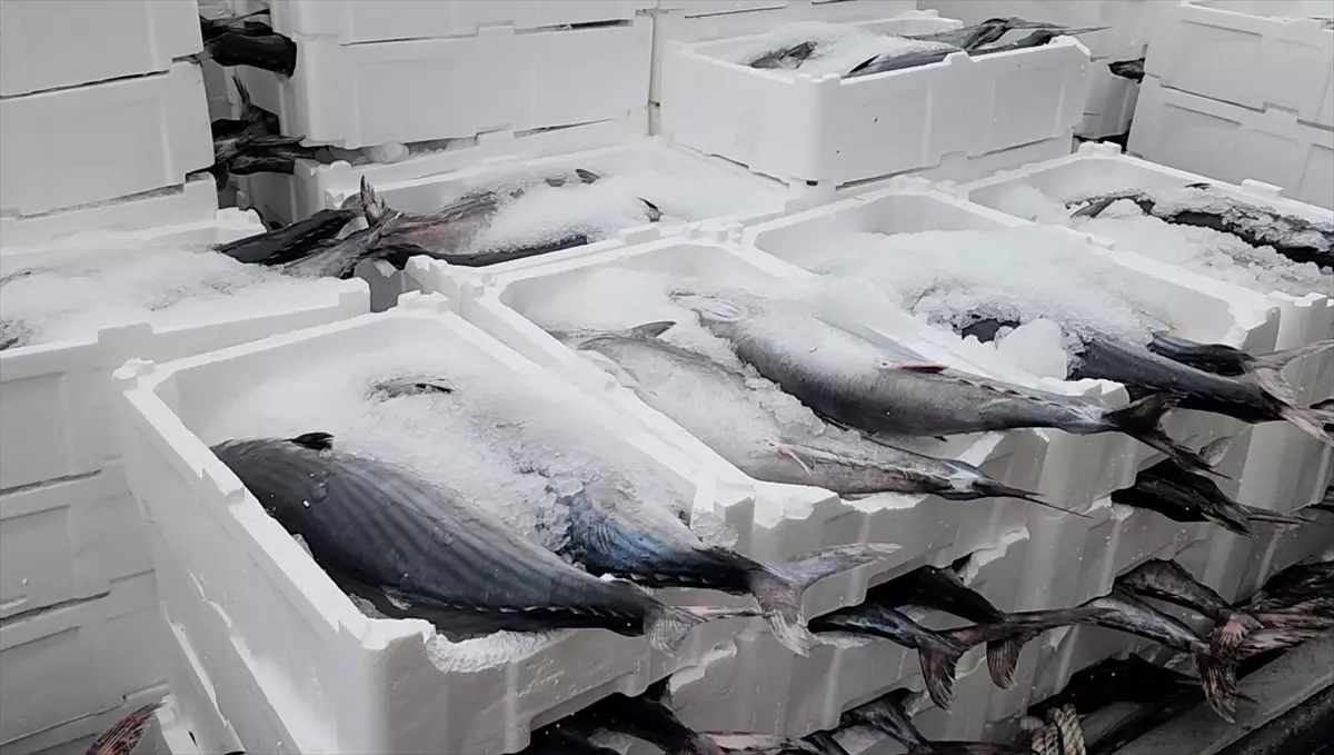 Tekirdağ\'da Torik Bolluğu