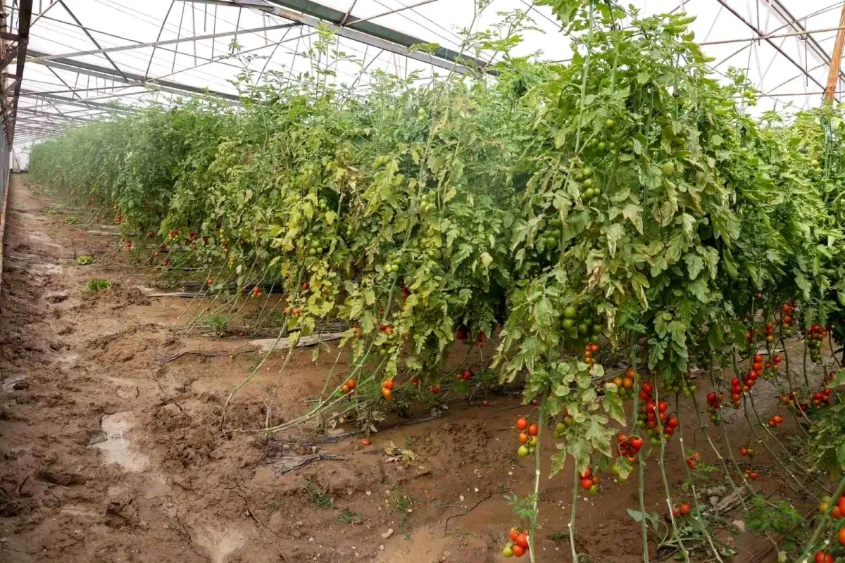 Aksu\'da Tarıma Büyü Hasar