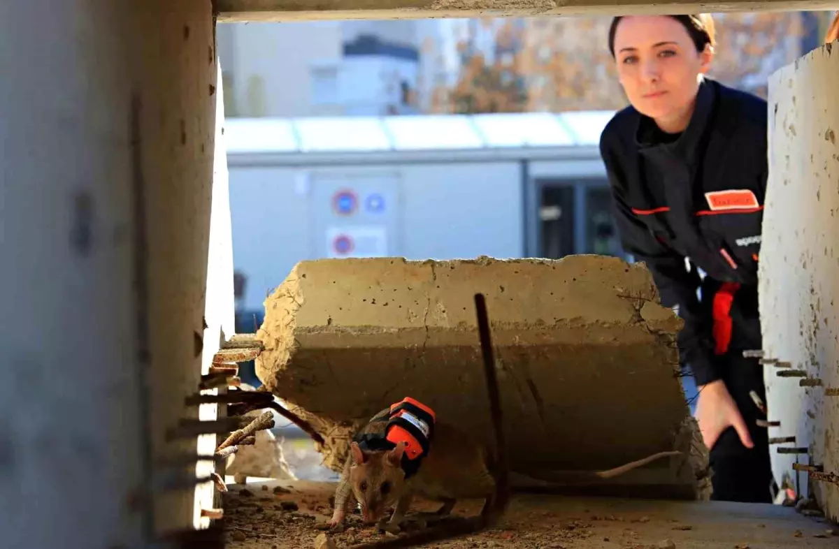 Antalya\'da eğitilen Afrika keseli sıçanları enkaz altındaki "göz" olacak