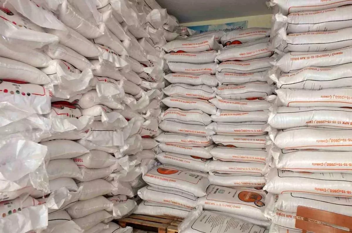 Burhaniye\'de Zeytin Üreticileri Yağışlarla Sevindi