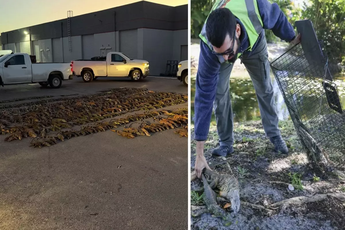 Soğuk havada binlercesi kaskatı kesildi, kafesini kapan toplamaya başladı