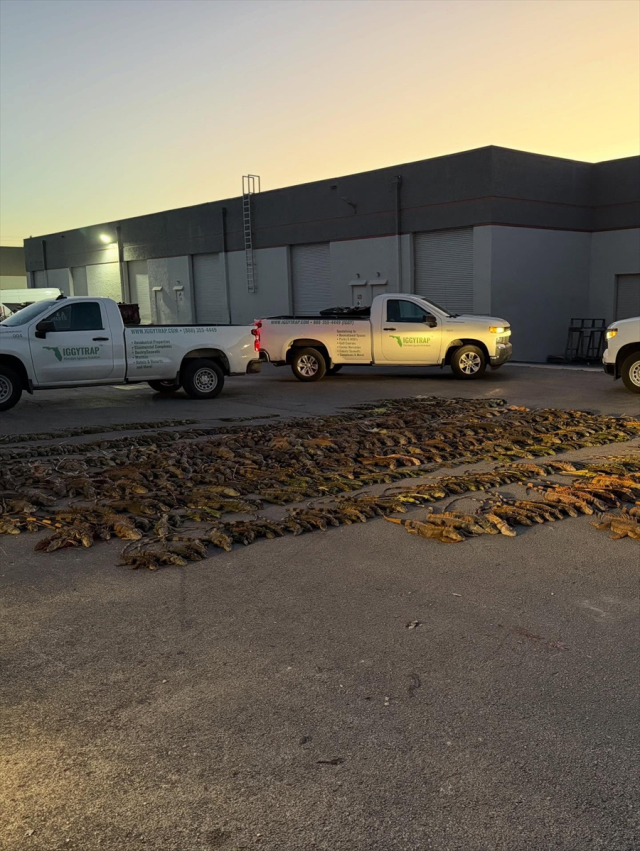 Soğuk hava binlerce iguanayı hareketsiz bıraktı, halk kafeslerle toplamaya başladı