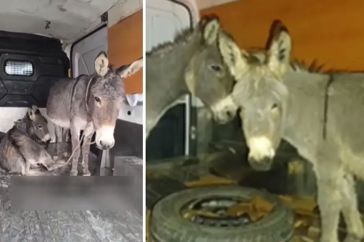 Tecavüze uğrayan eşek ve yavrusu koruma altına alındı