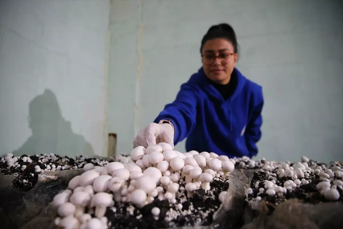 Sarıçam Spor Lisesi\'nde Mantar Projesi