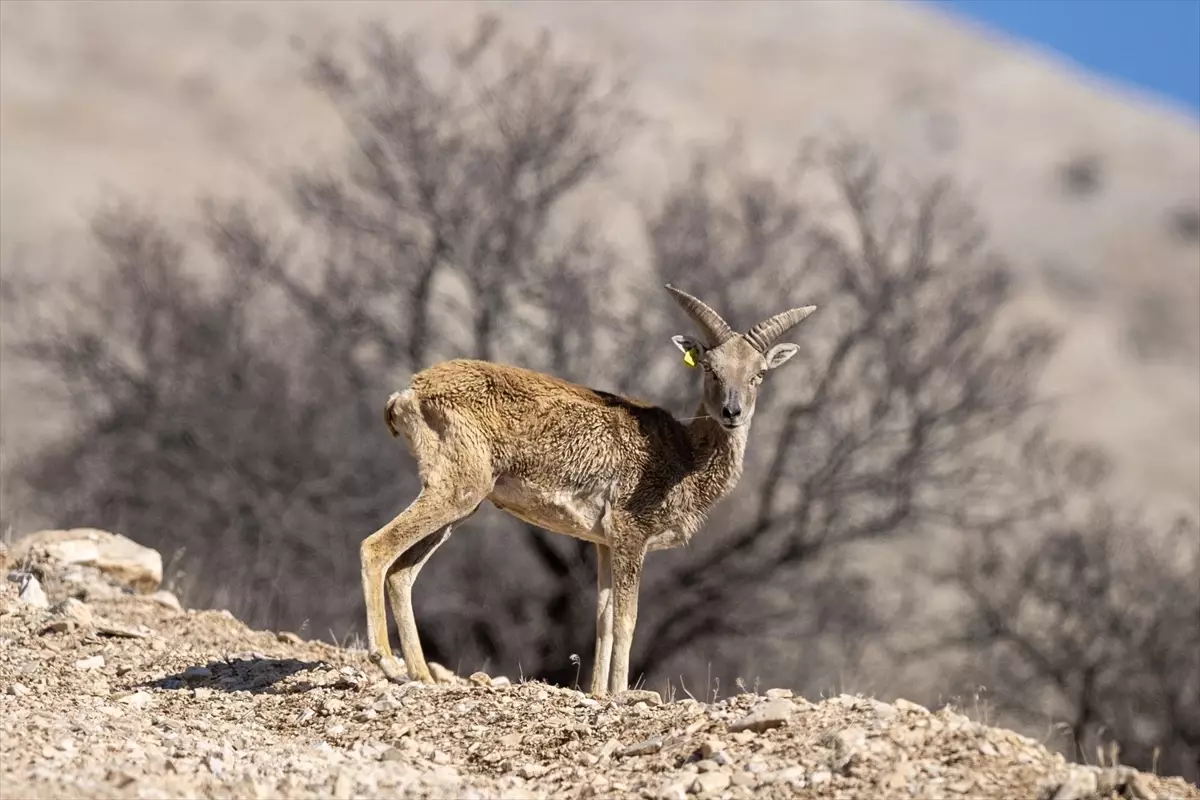 Anadolu Yaban Koyunu Koruma Çalışmaları