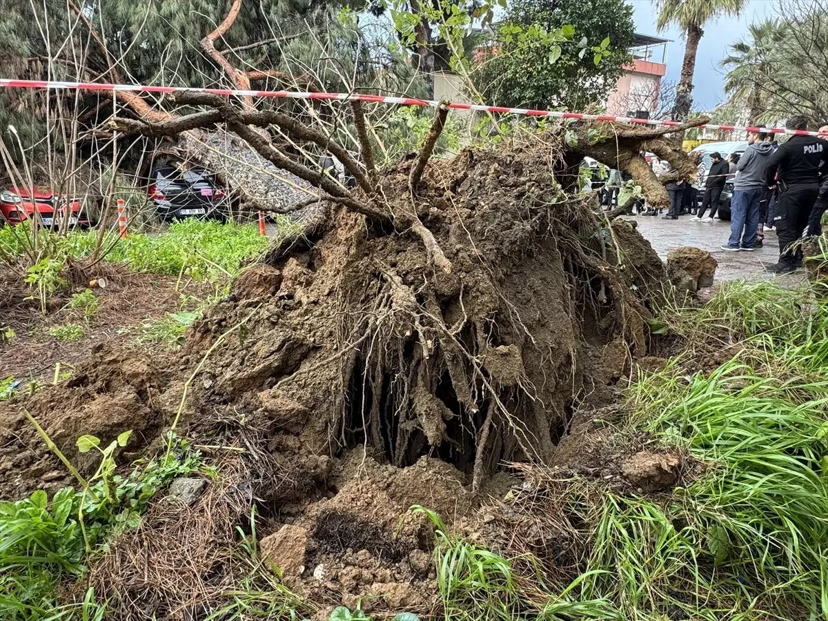 Ağaç Devrildi, 4 Araç Hasar Gördü