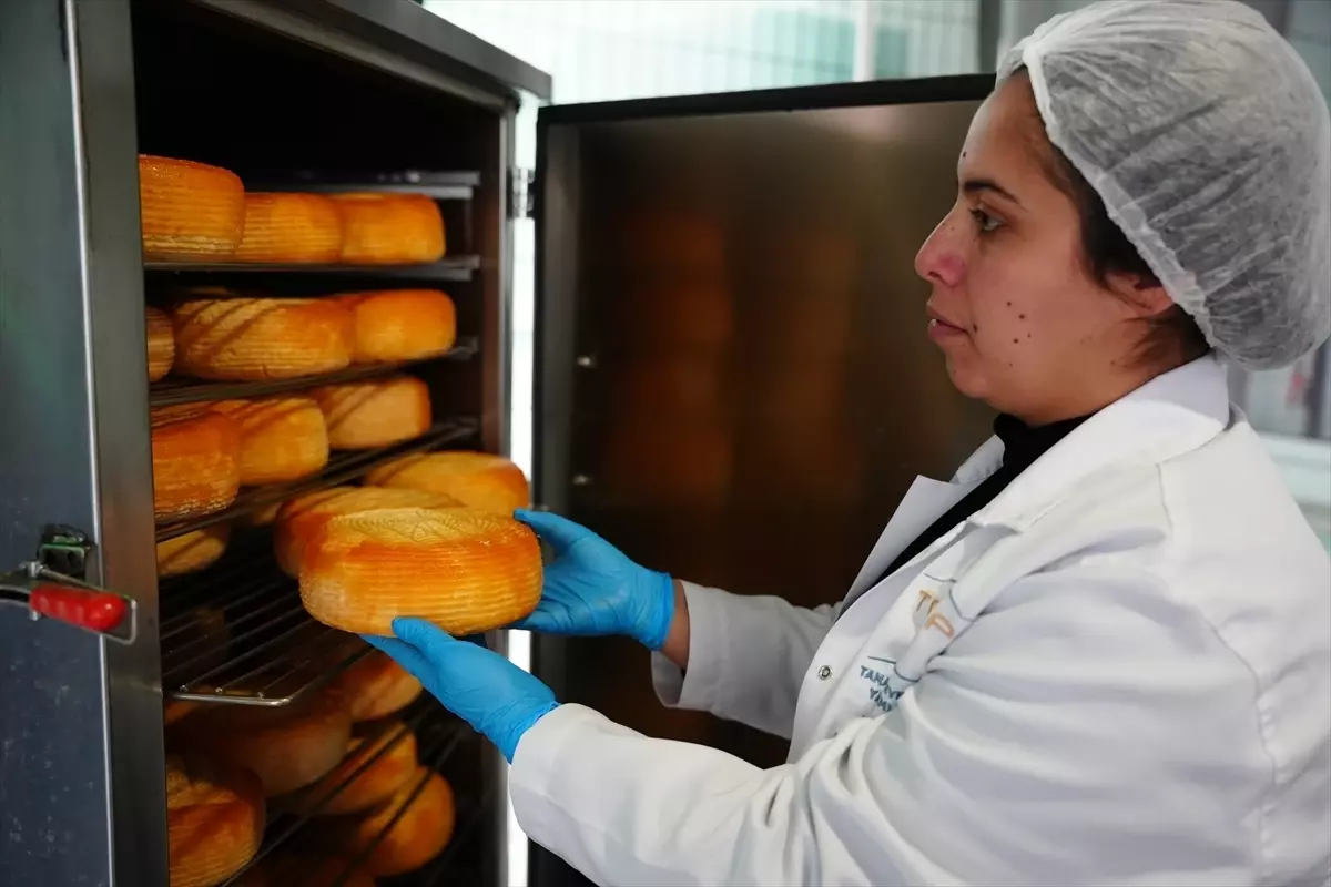 Biga Kadın Kooperatifi\'nden Geleneksel Peynir Üretimi