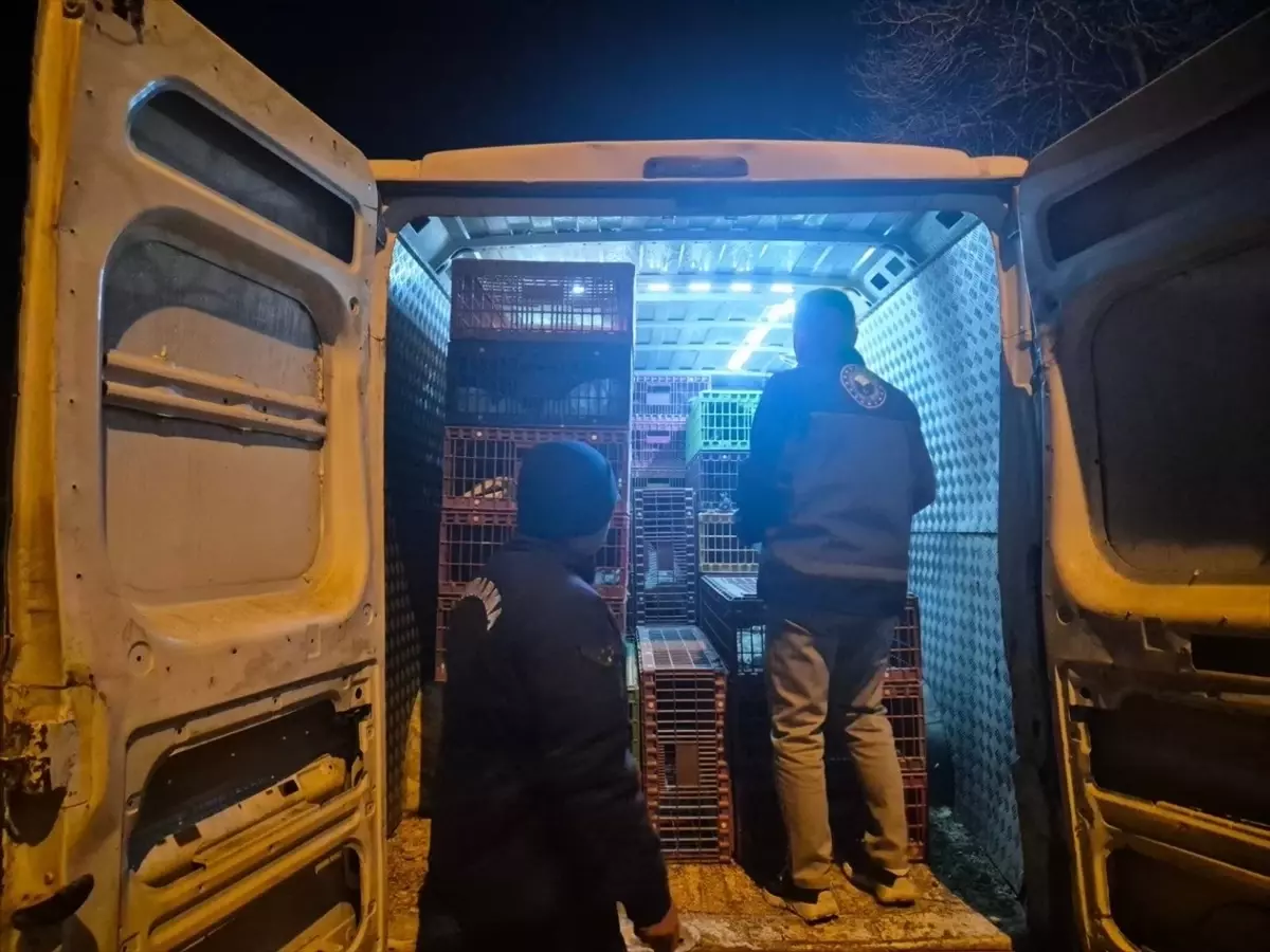 Bozüyük\'te 1265 Kanatlı Hayvana El Konuldu