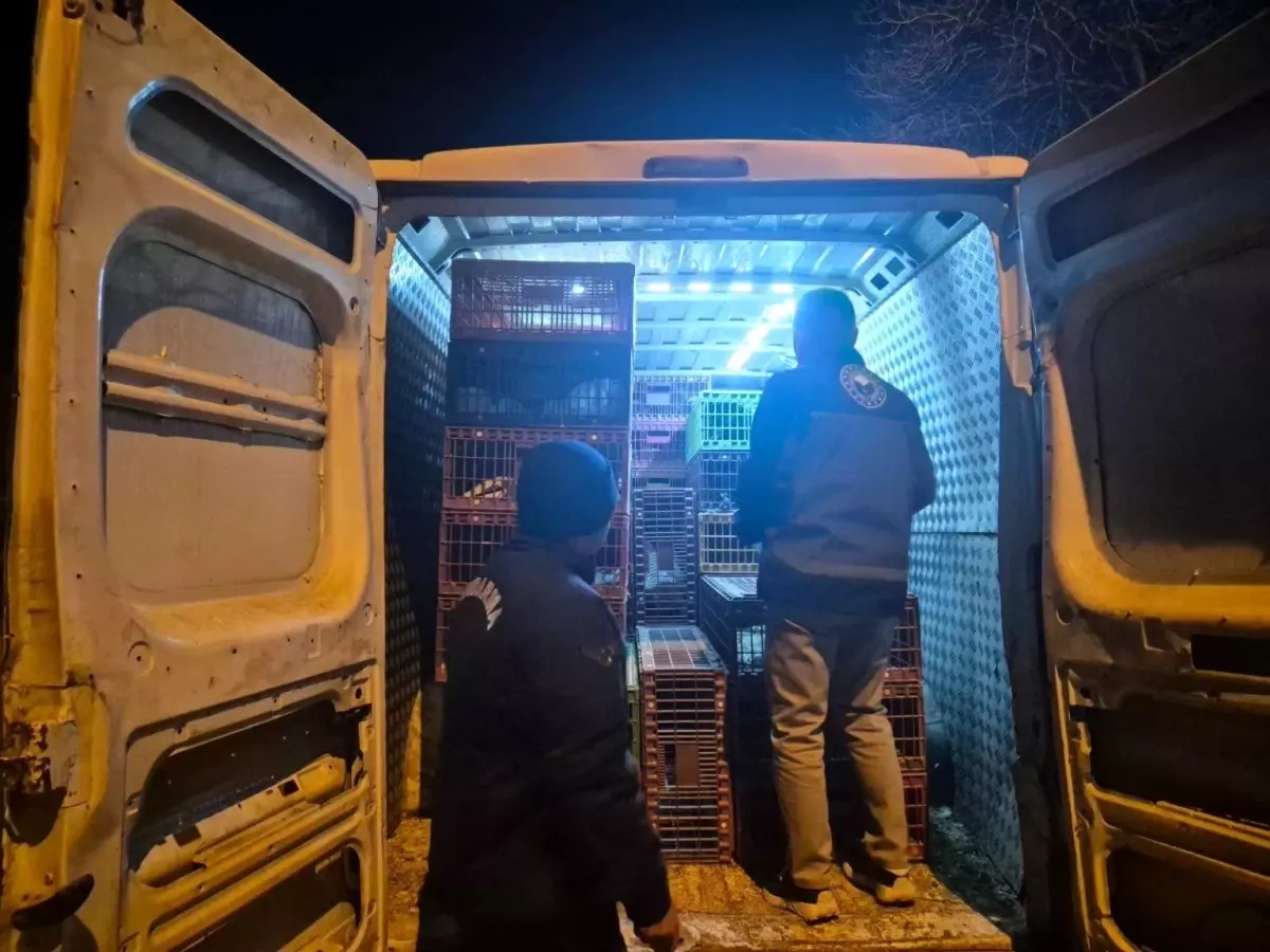 Belgesiz Hayvan Sevki: 52 Bin TL Ceza