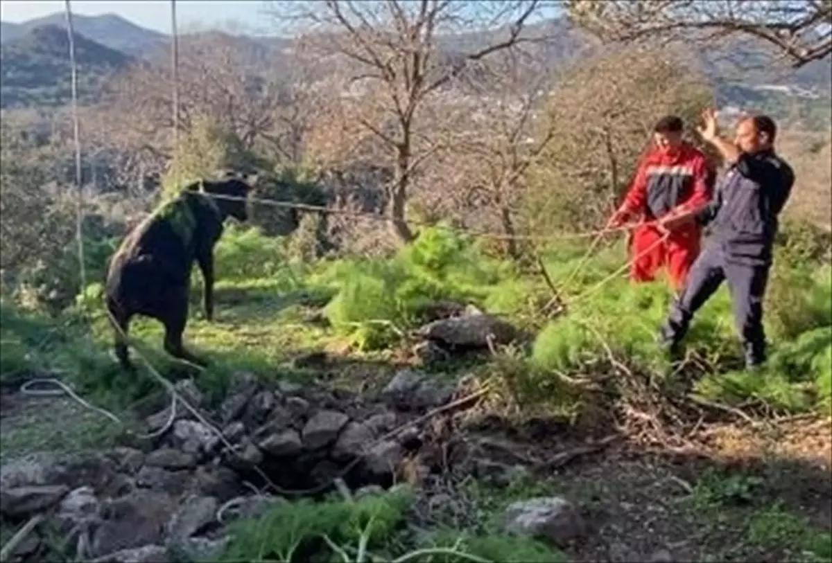 Bodrum\'da Kuyuya Düşen Buzağı Kurtarıldı