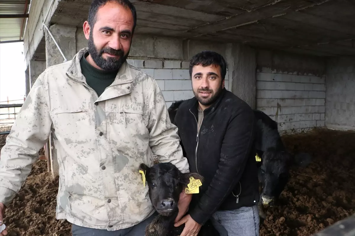 Kilisli Üretici Projeyle Hayvancılığı Geliştiriyor