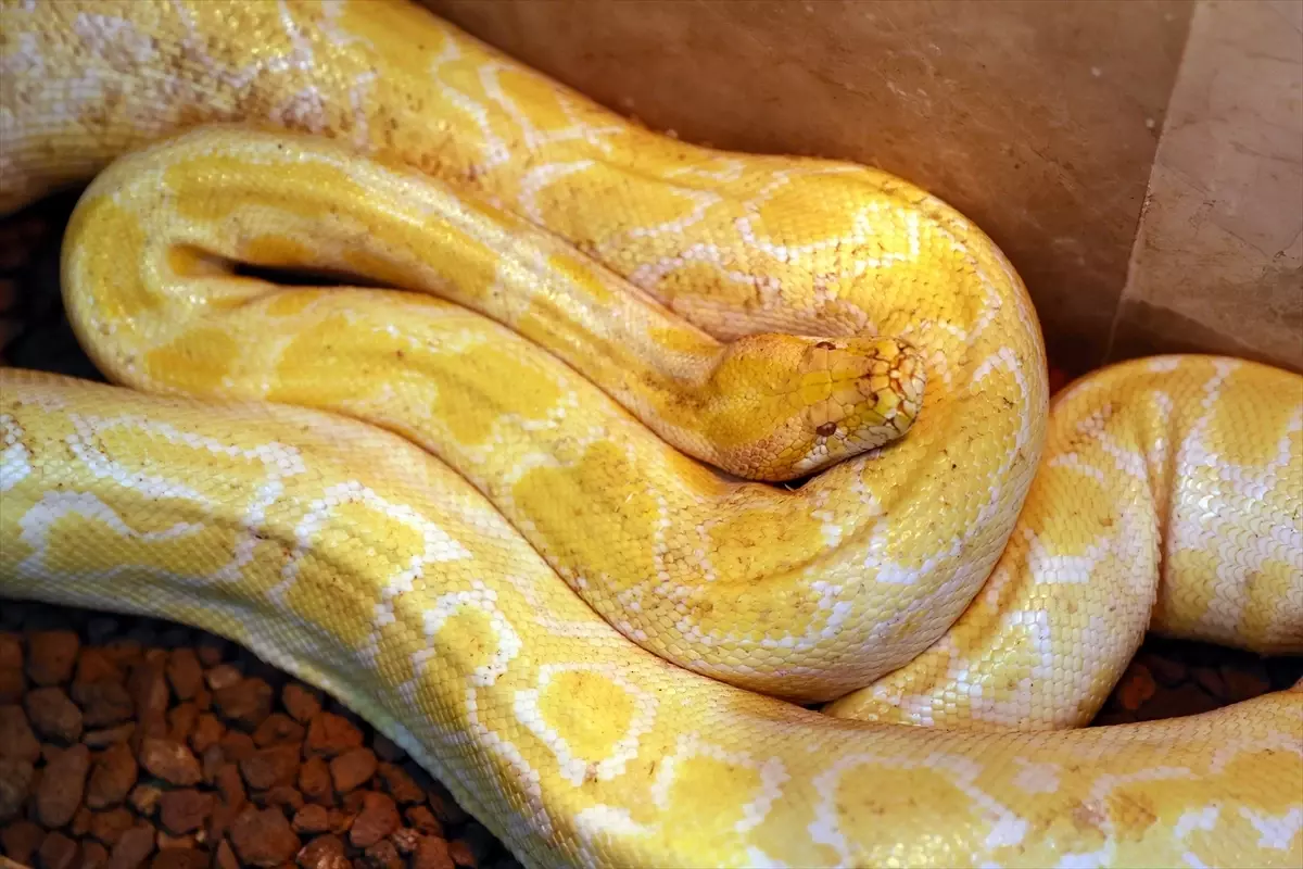 Albino Piton\'un Bakımı Özenle Yapılıyor