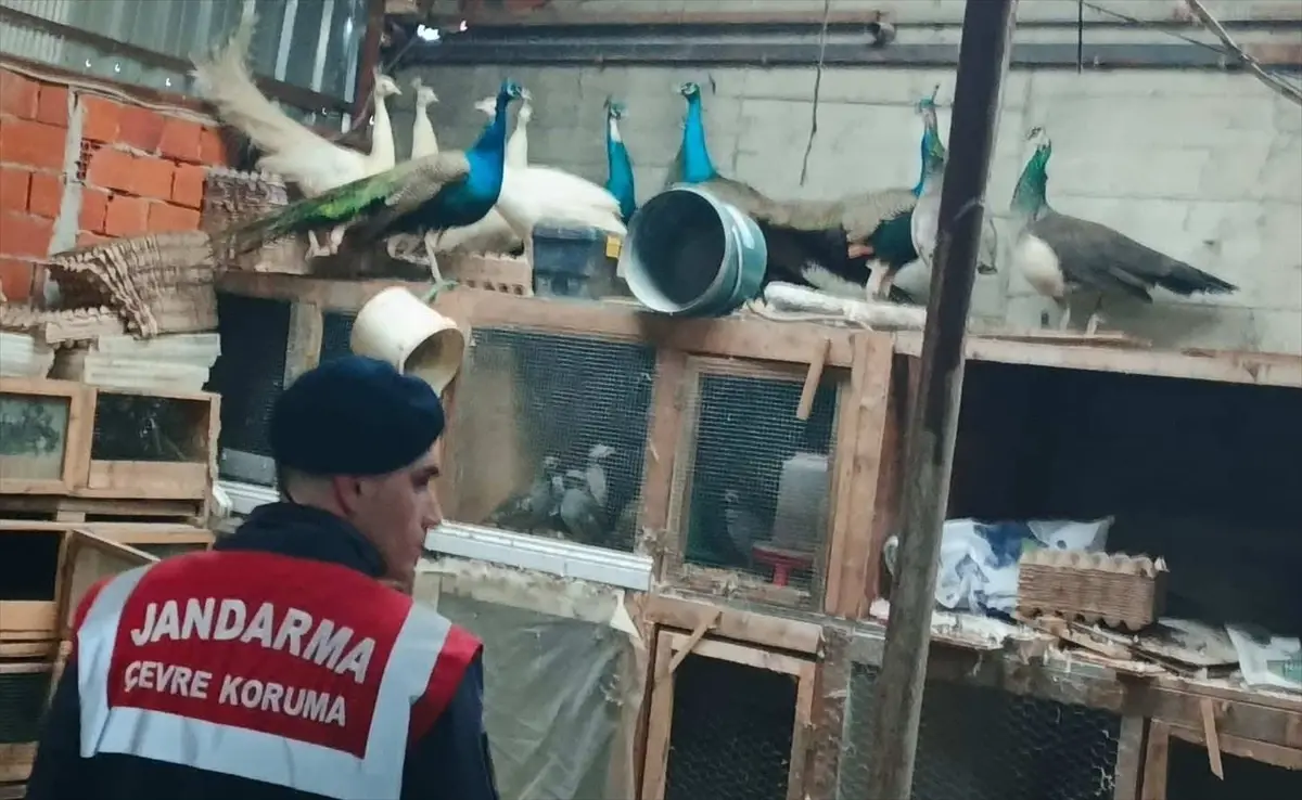 Adapazarı\'nda Hayvan Kaçakçılığı Operasyonu