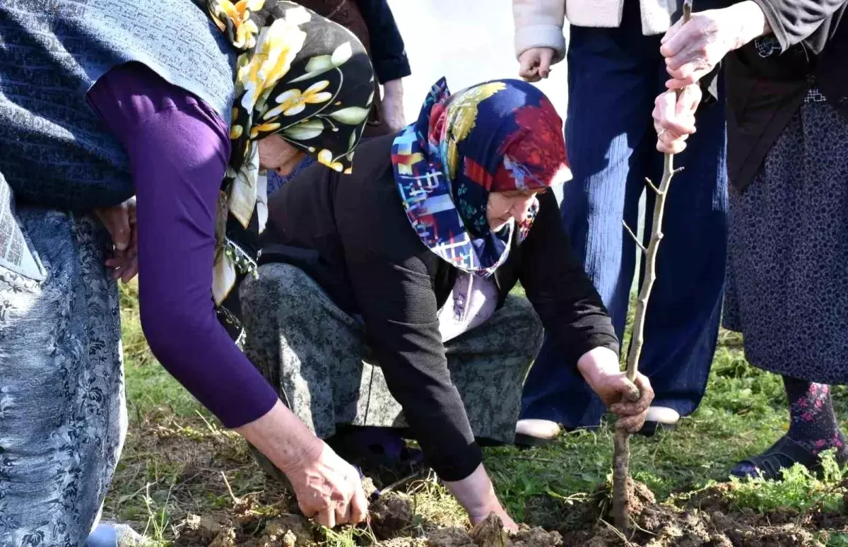 Sinop\'ta Huzurevi ve Gençler Fidan Dikti