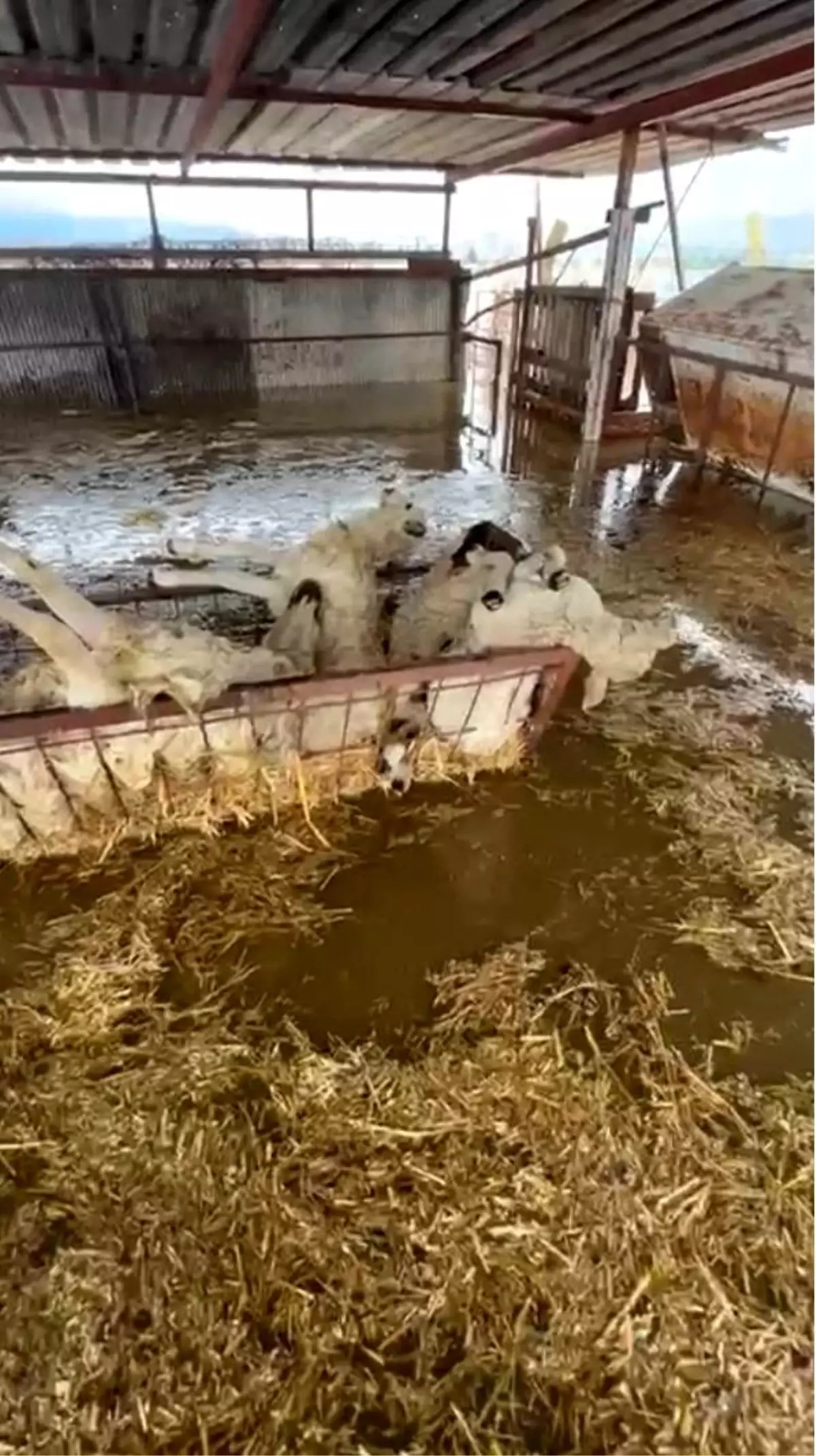 Söke\'de Sağanak: 10 Koyun Telef Oldu