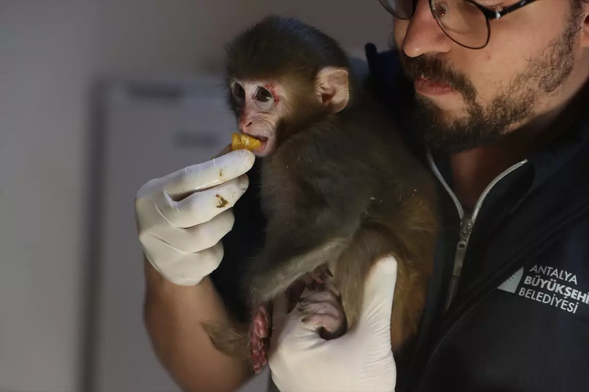 Antalya\'da Uyuşturucu Operasyonu: \'Portakal\' Maymun Yavrusuna Elde Edildi