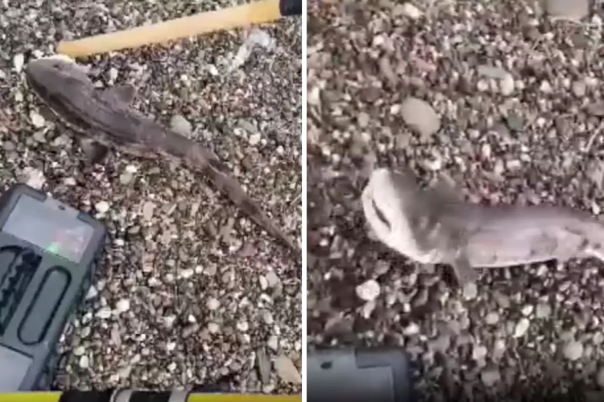 Amatör balıkçıların oltasını yavru köpek balığı takıldı