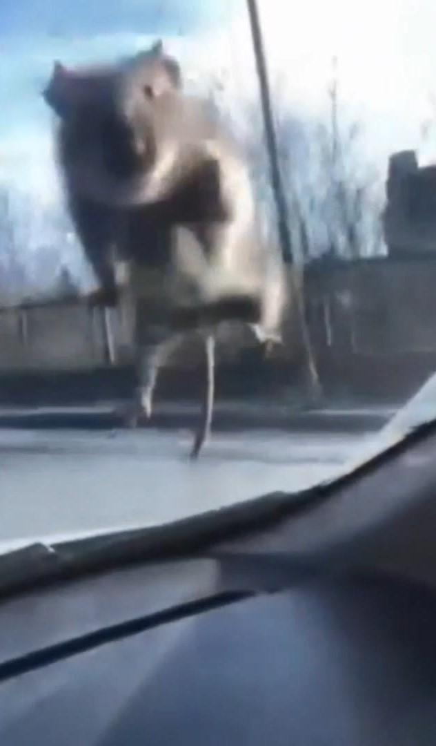 Başakşehir'de Sürücü Üst Geçitte Fareyle Karşılaştı