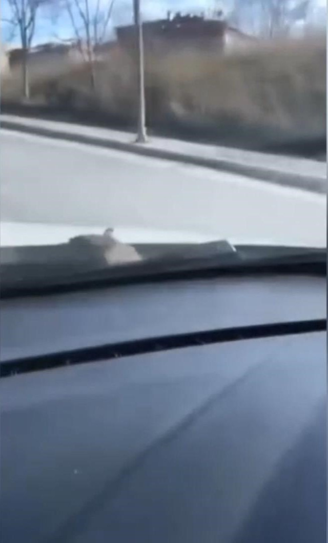 Başakşehir'de Sürücü Üst Geçitte Fareyle Karşılaştı