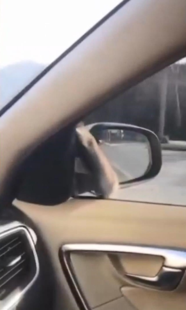 Başakşehir'de Sürücü Üst Geçitte Fareyle Karşılaştı