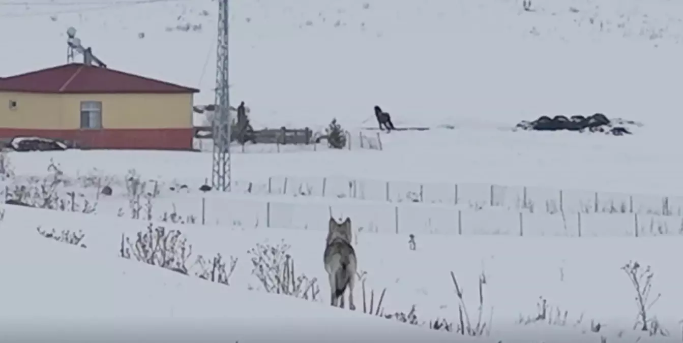 Göle\'de Kurtlar Dronla Görüntülendi