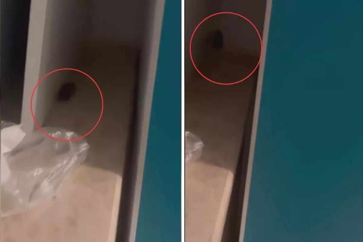 Skandal görüntüler! Hastanede fare görüldü, yönetimin aldığı önlem pes dedirtti