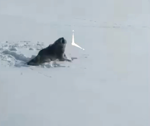 Aç kaldığı için köye inen kurt-köpek melezi hayvanın acı sonu