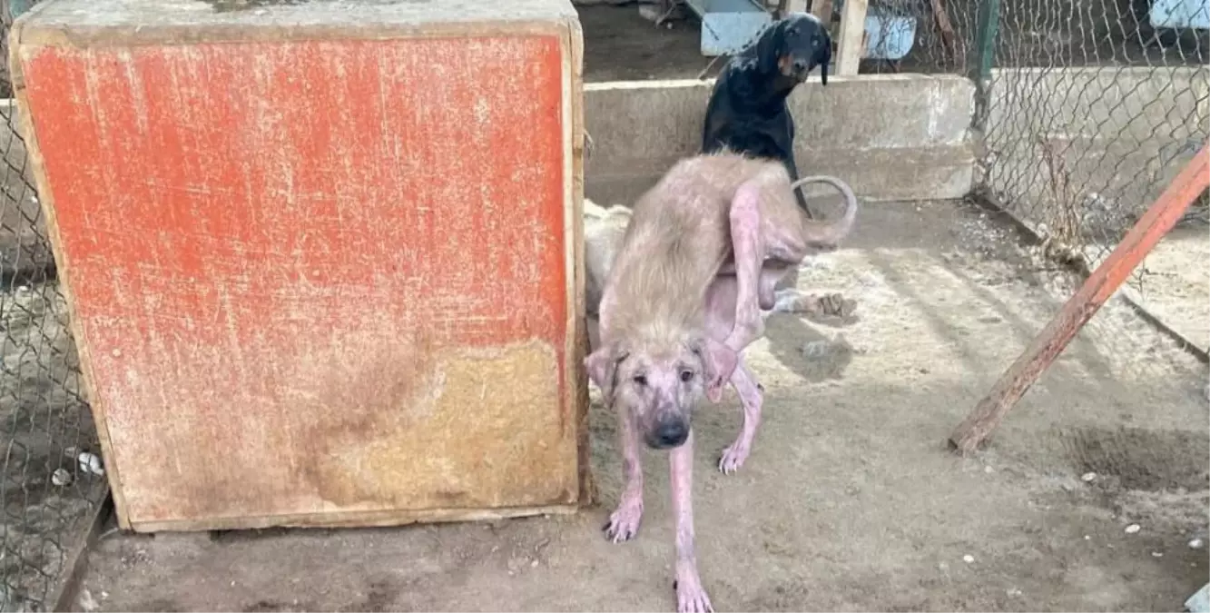 Finike\'deki Hayvan Barınağında Sağlıksız Koşullar