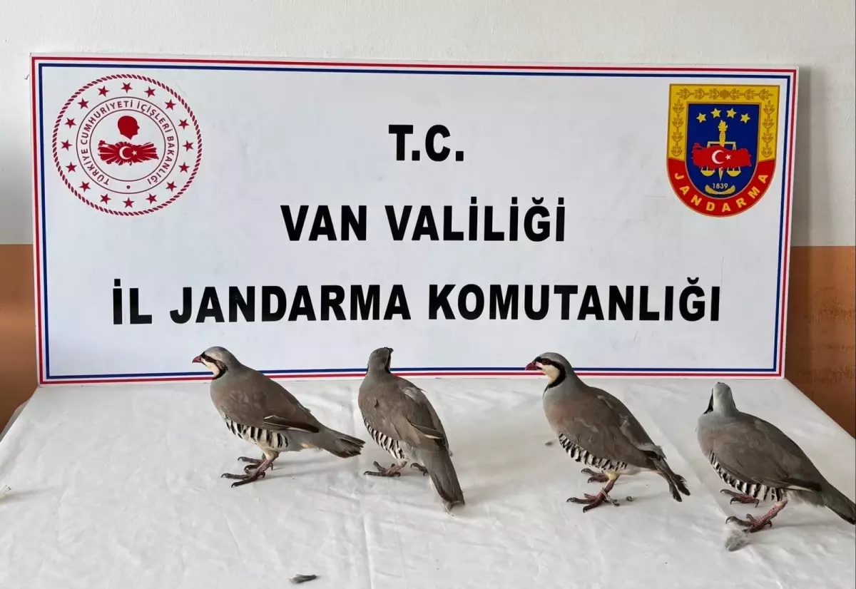 Kaçak Keklik Avına Cezalı Müdahale