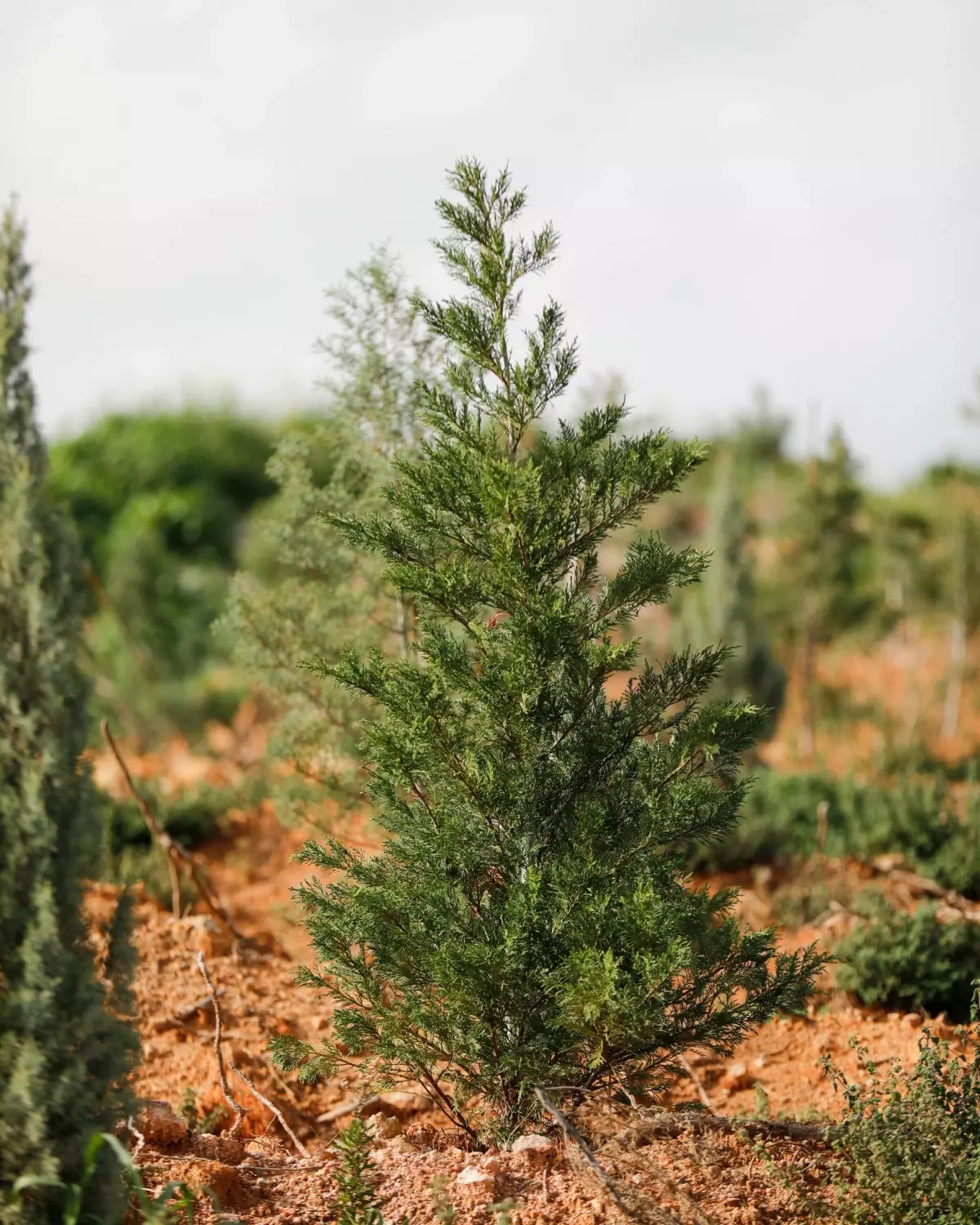 Yamanlar Dağı\'ndaki Yangın Sonrası Yeniden Yeşeriyor