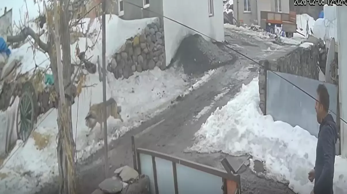 Yaban Hayvanları Şehirlerde