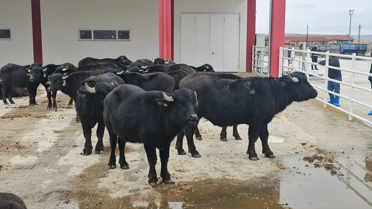 Afyon\'da Damızlık Manda Dağıtımı