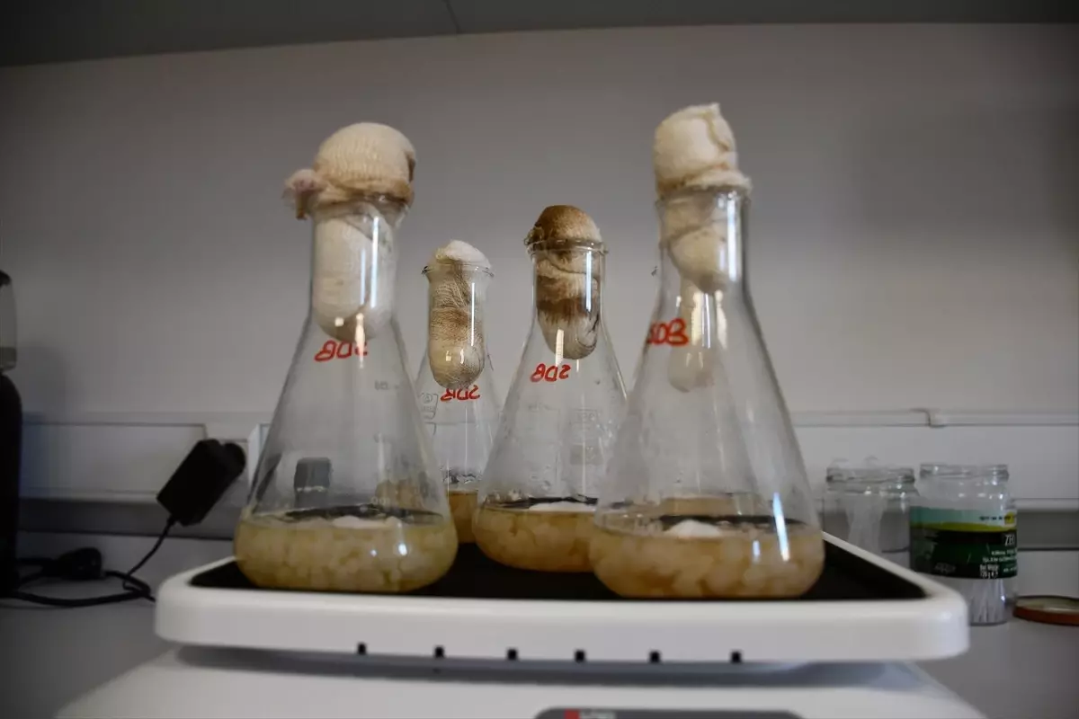 Yeni Nesil Gıda Koruyucusu Sentezlendi