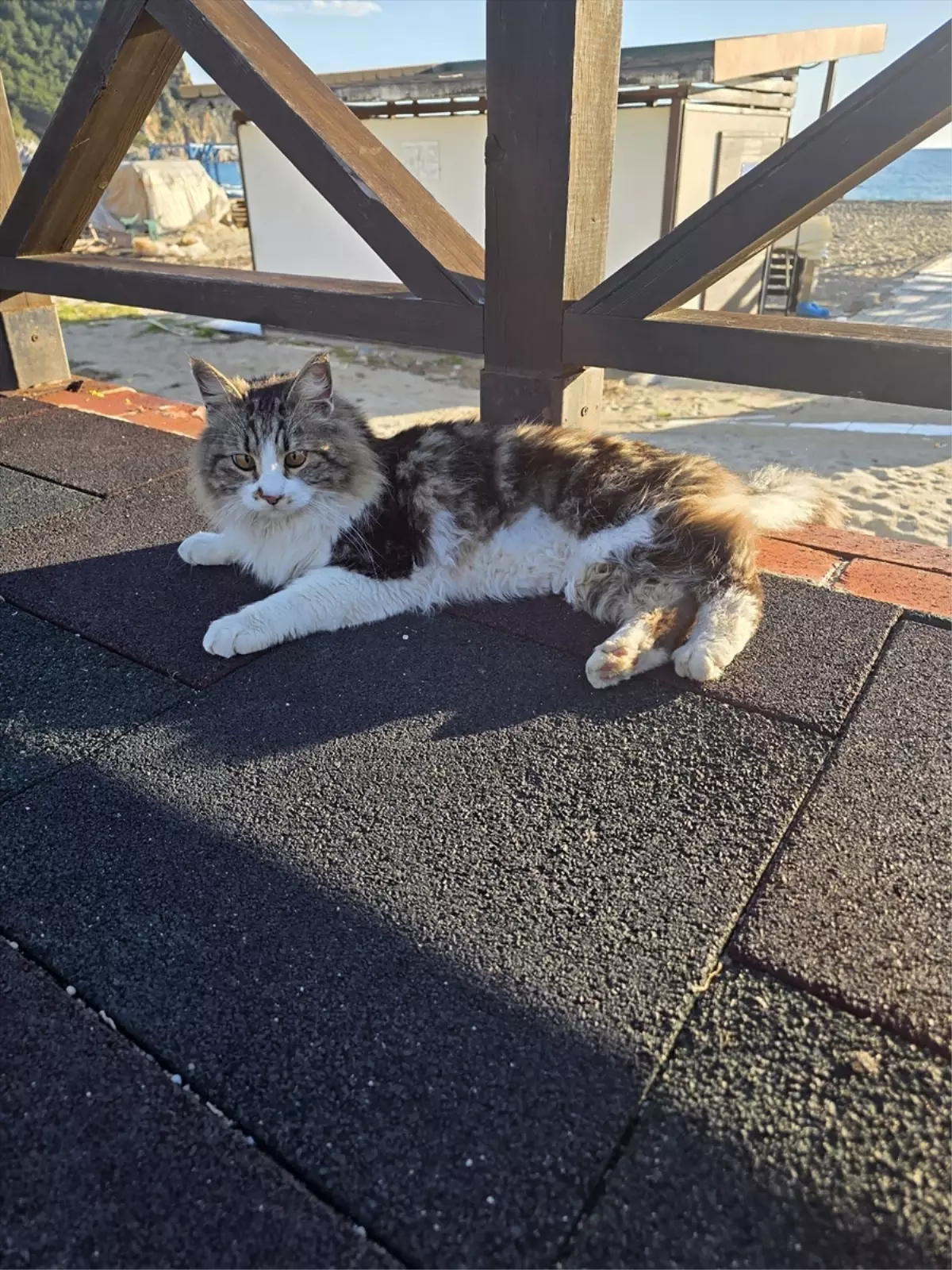 Mahsur Kedi Kurtarıldı