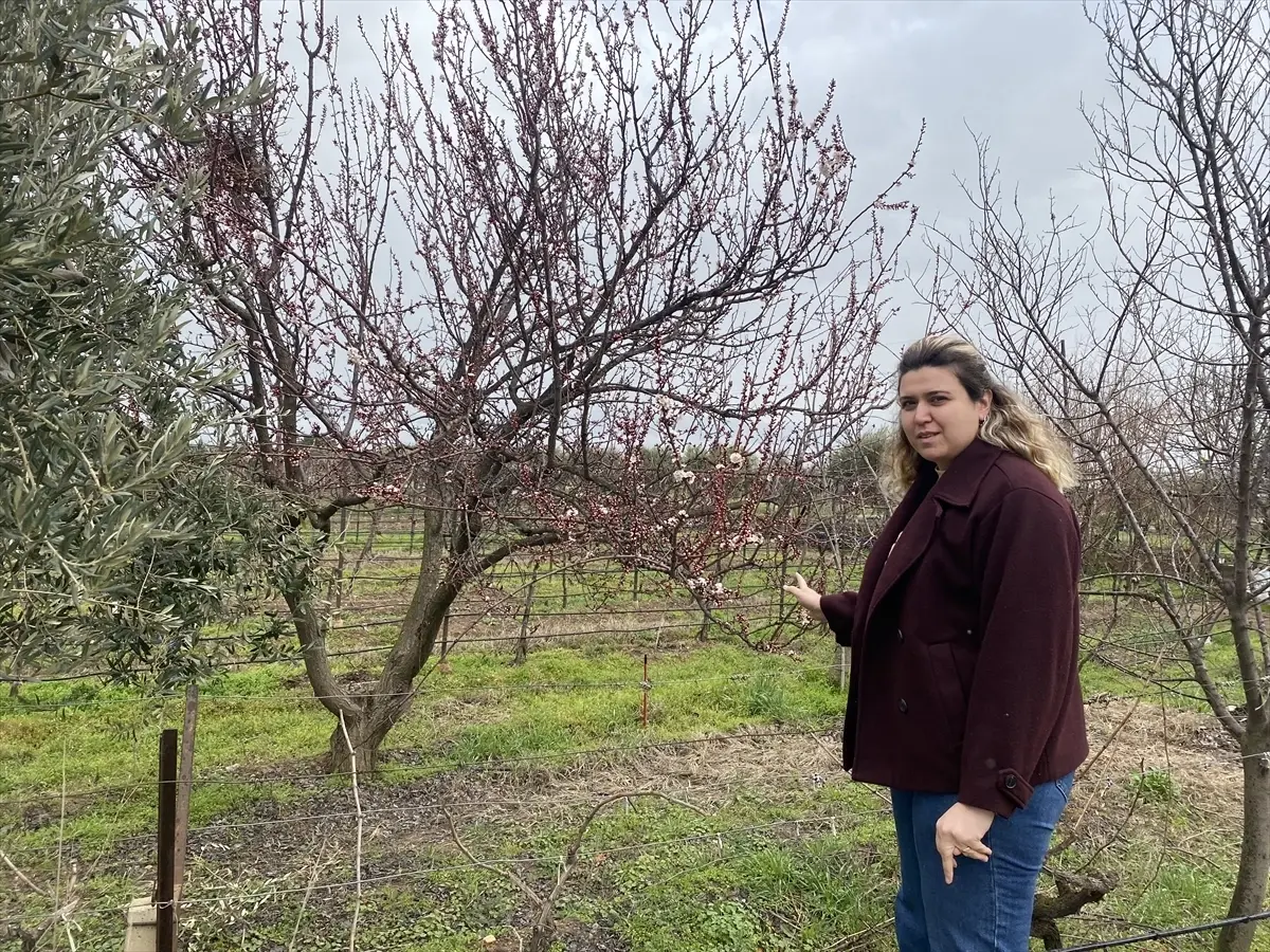 Alaşehir\'de Badem Ağaçları Erken Çiçek açtı