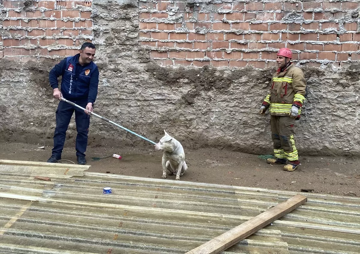 Alaşehir\'de Köpek Çukurdan Kurtarıldı