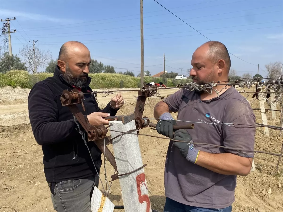 Alaşehir\'de Üzüm Bağları Yeniden Canlanıyor