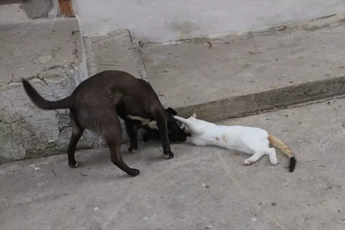 Kedi ve Köpekteki Dostluk Mesajı