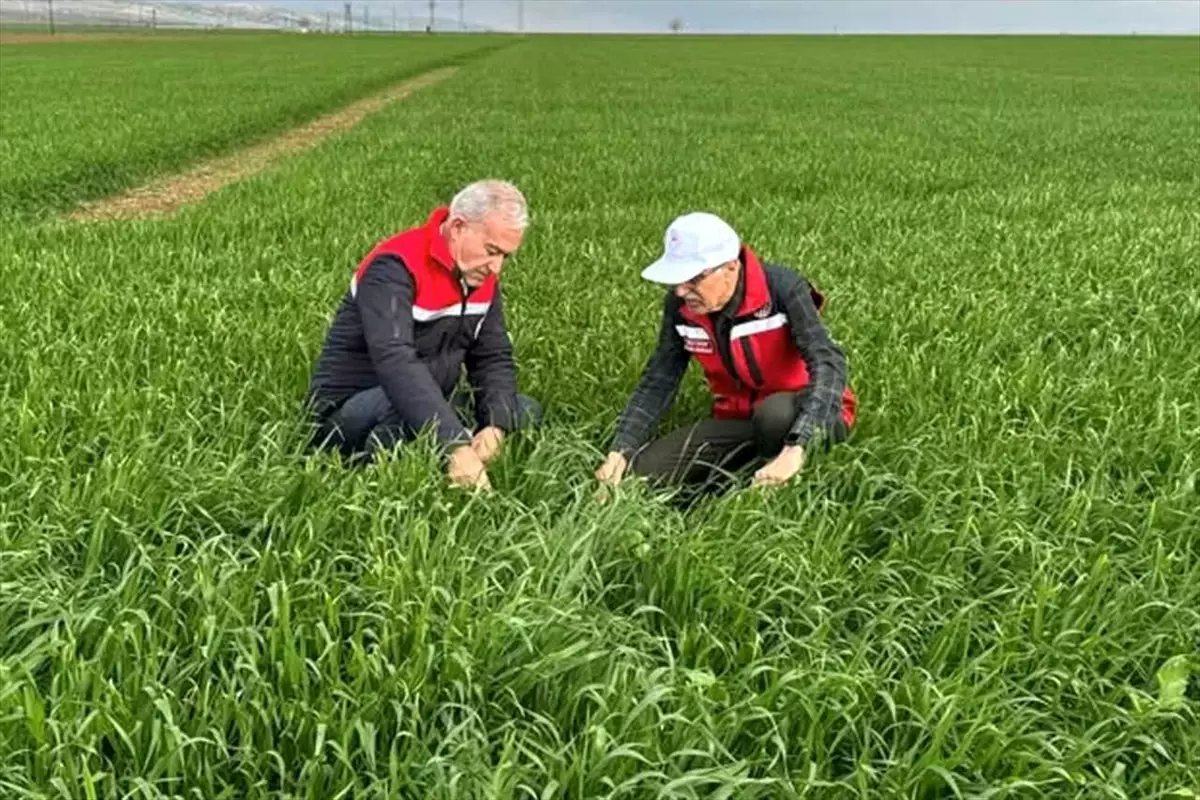 Araban\'da Tahıl Alanları İnceleniyor