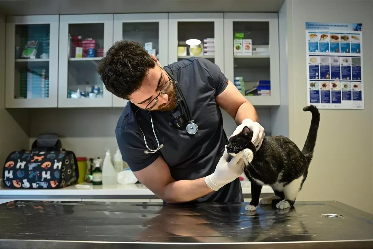 Tofi Kedisi Yeniden Yürümeye Başladı