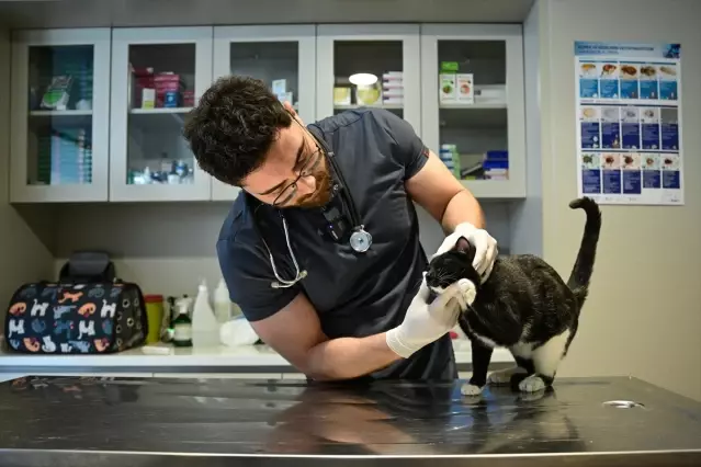 Tofi Kedisi Yeniden Yürümeye Başladı