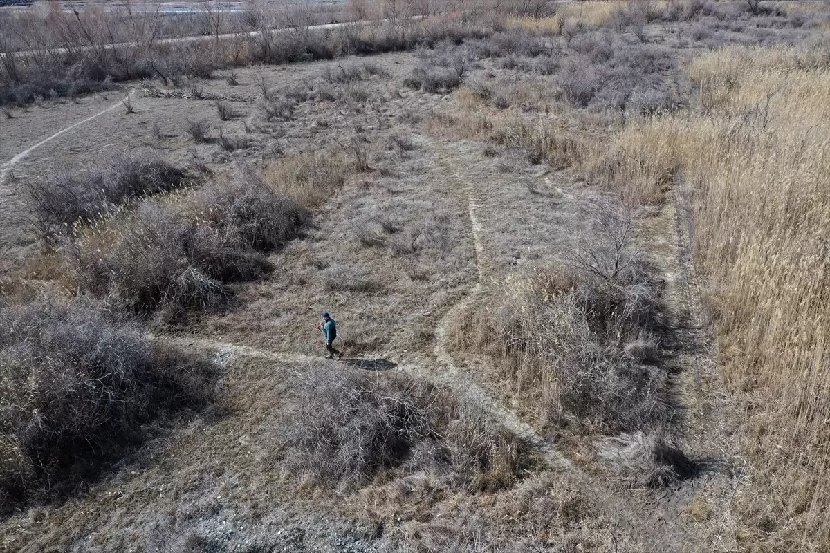 Boğmaklı Toygar, Kuş Cenneti\'nde Halkalandı