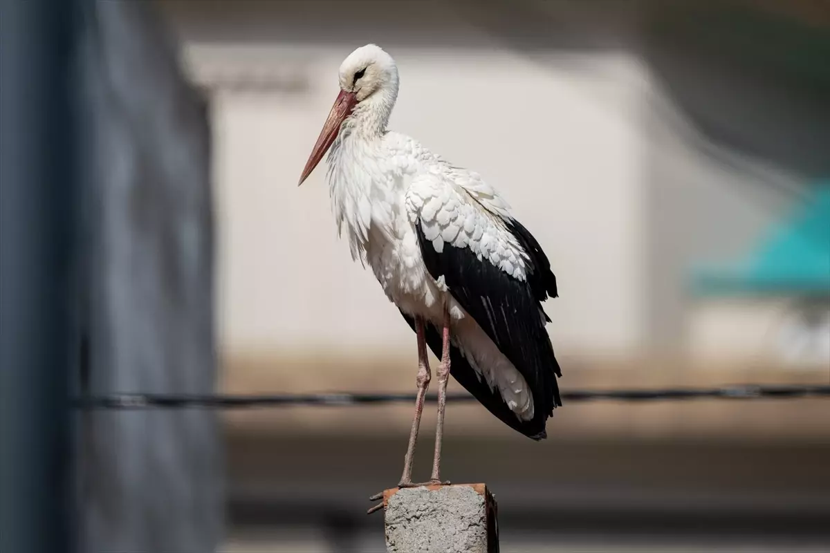 Eskikaraağaç\'ta İlk Leylek Geldi