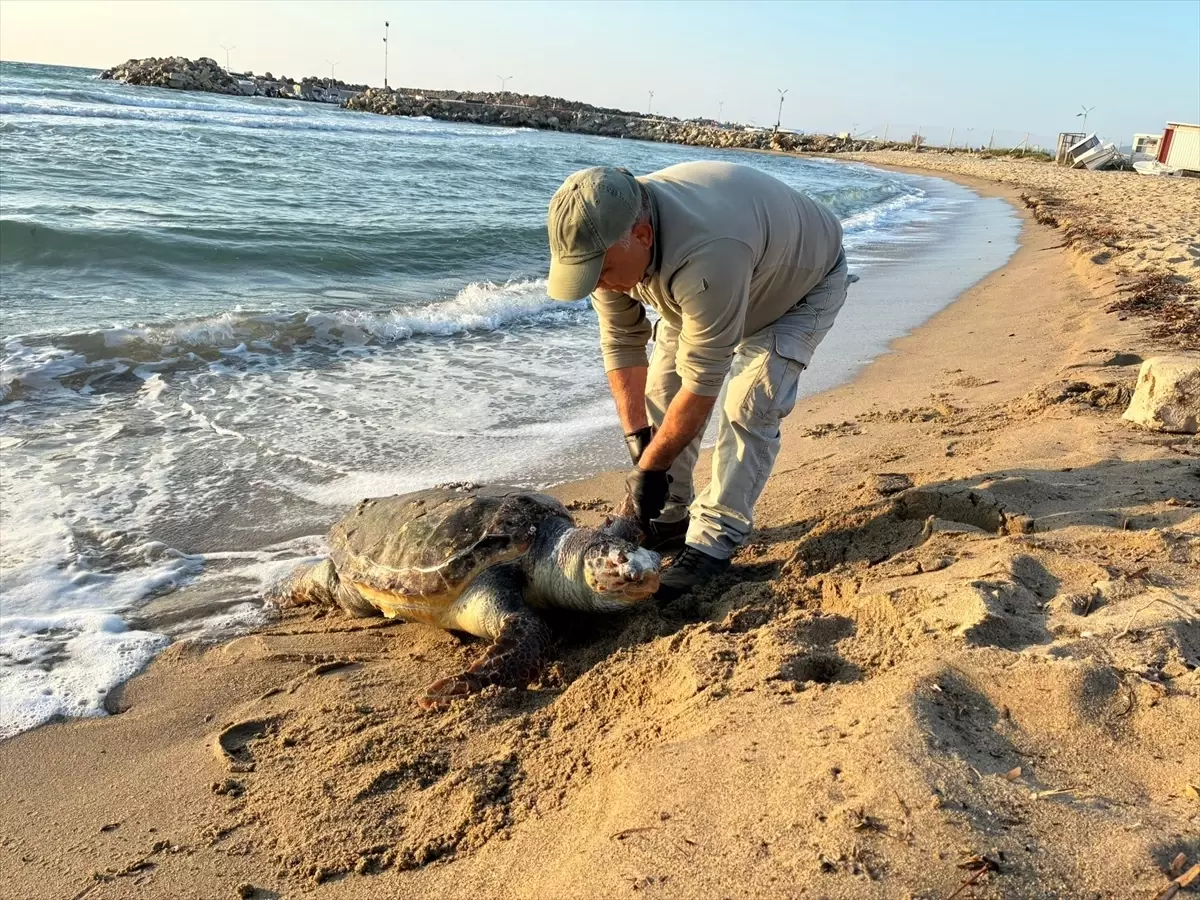 Kuşadası\'nda 3 Deniz Kaplumbağası Cansız Bulundu