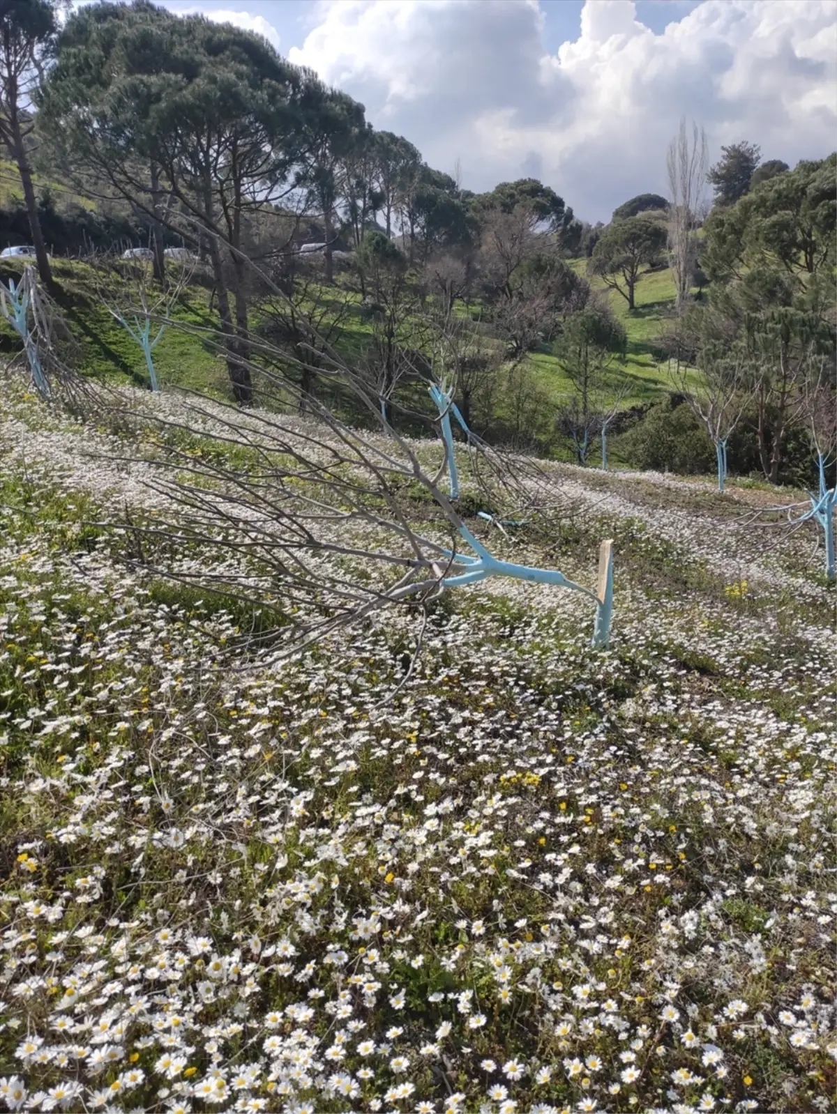 Aydın\'da Ağaç Tahribi: Jandarma İnceleme Başlattı