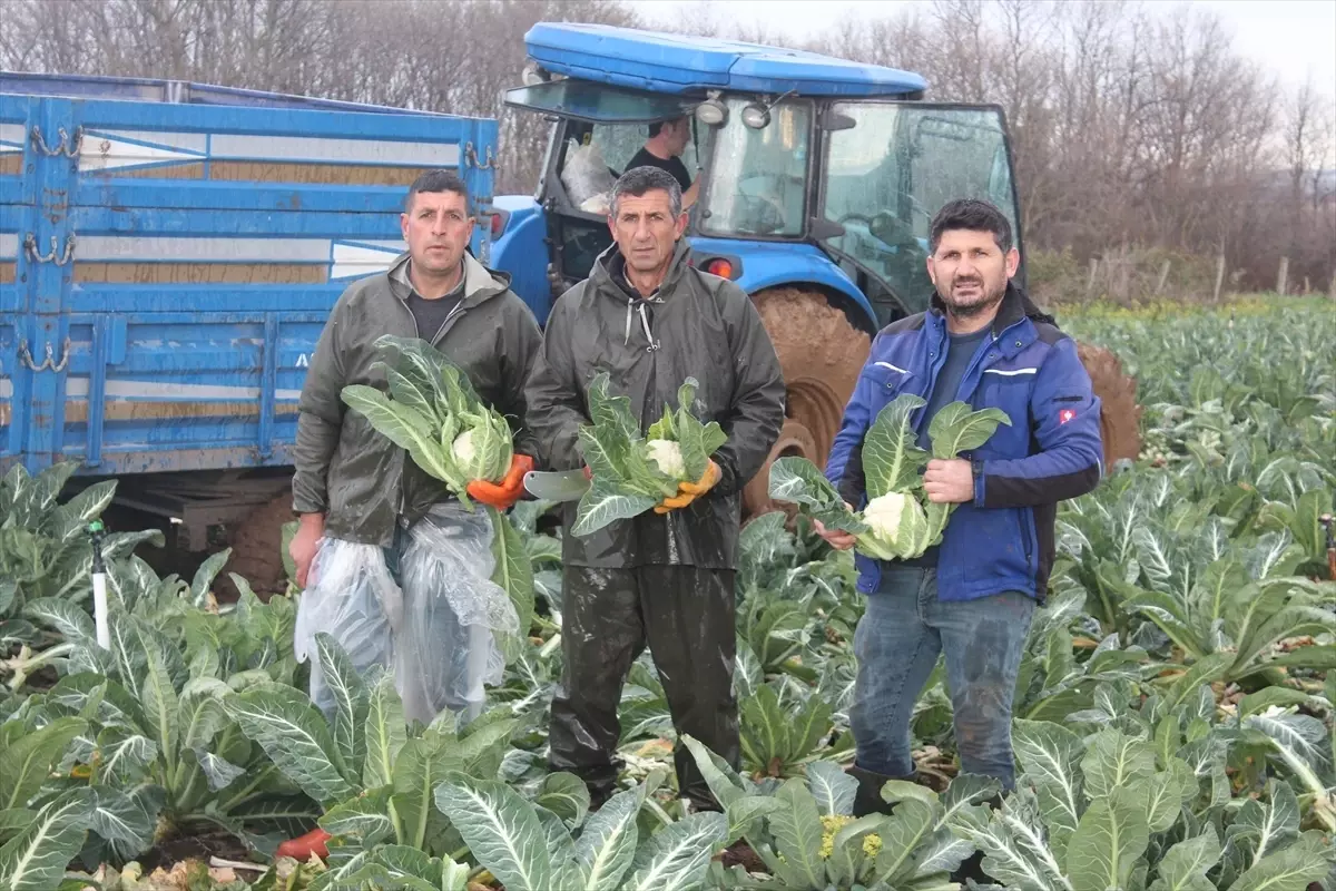 Bafra\'da Karnabahar Hasadı Devam Ediyor