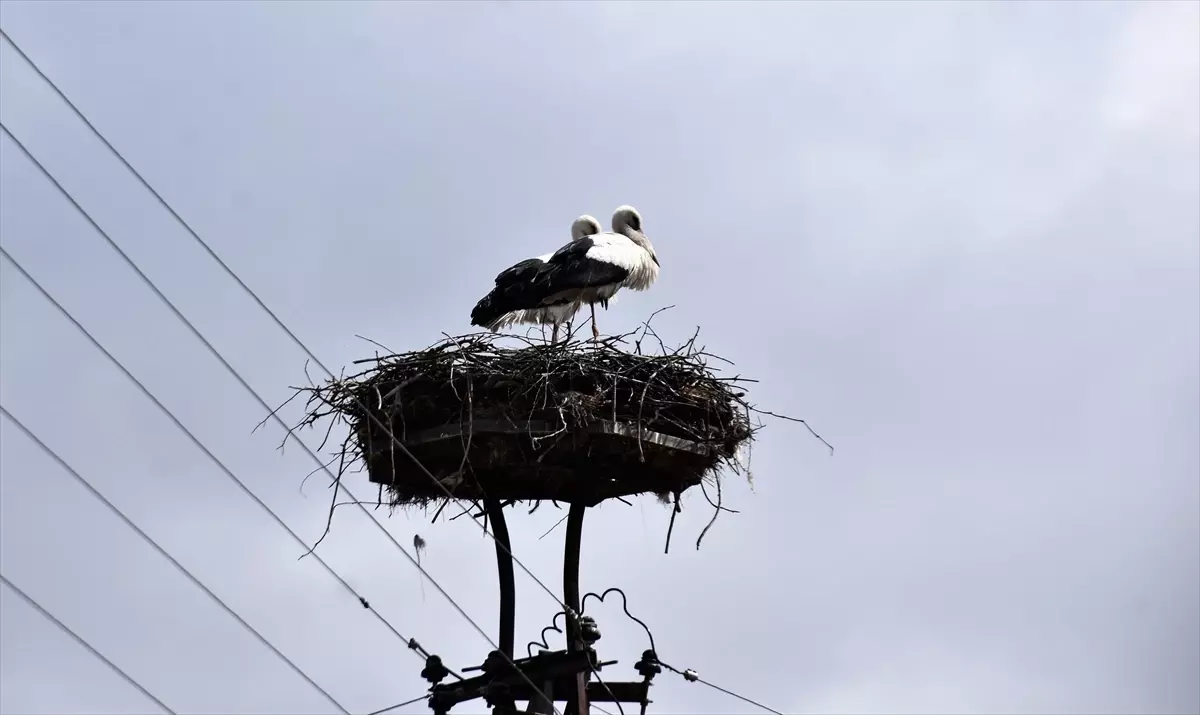 Leylekler Cuma Ovası\'na Geldi