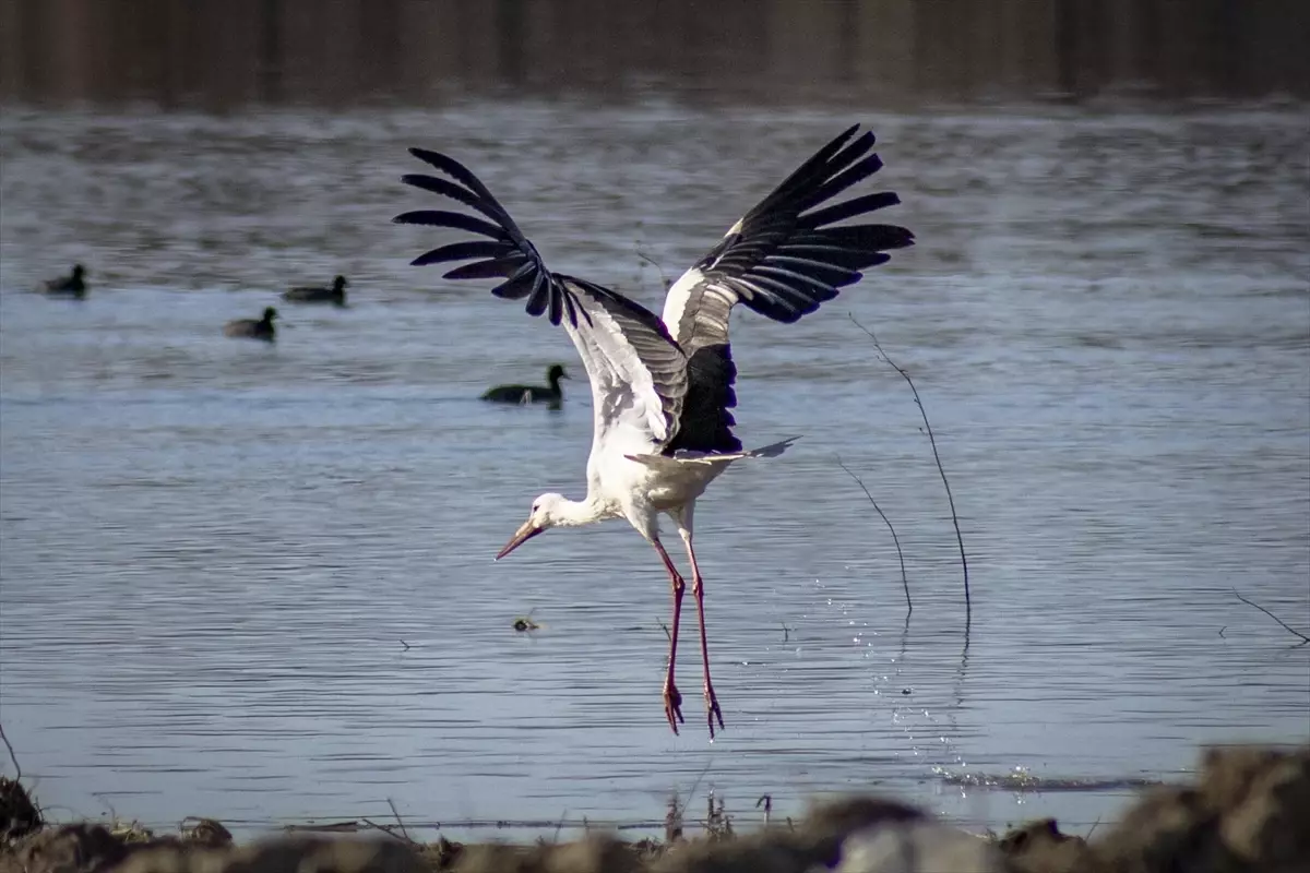 Karakaya Barajı\'nda Leylekler Dönüş Yaptı