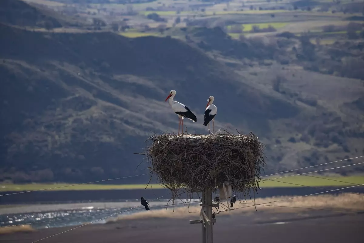Mazgirt\'te Leylekler Baharı Karşıladı