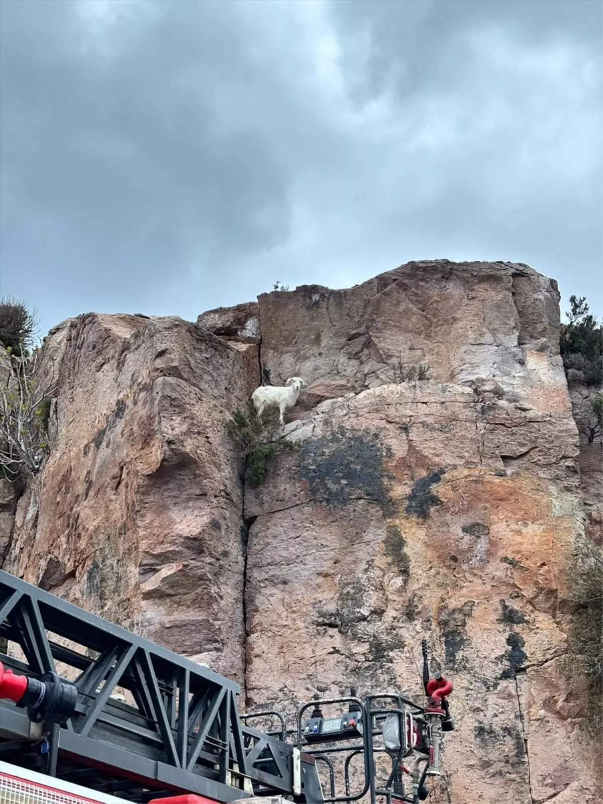 Balıkesir\'de Mahsur Kalan Keçi Kurtarıldı